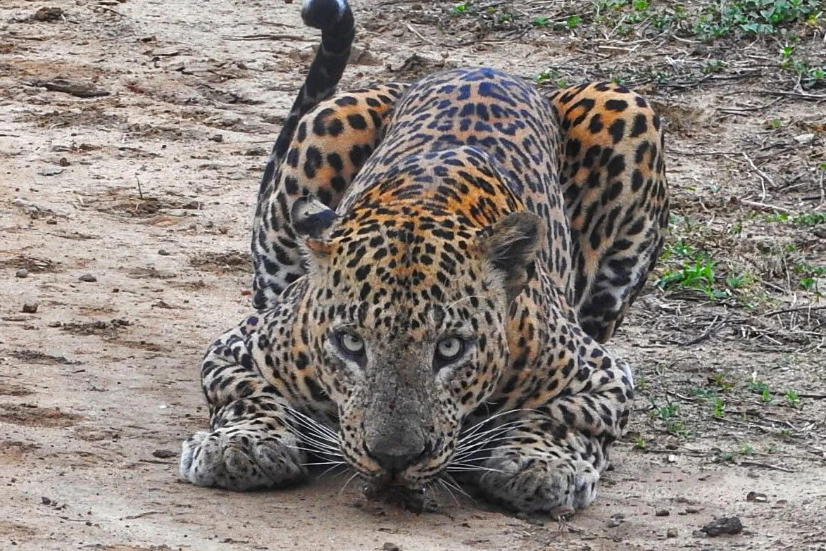 Yala National Park Leopard Safari