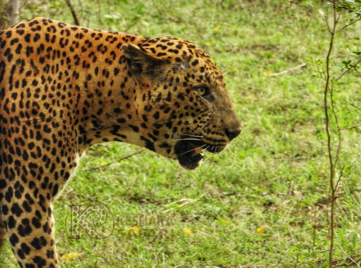 Yala National Park Safari - Keshara Safari