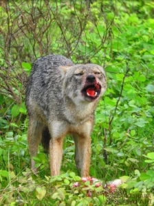 Yala National Park Jackal