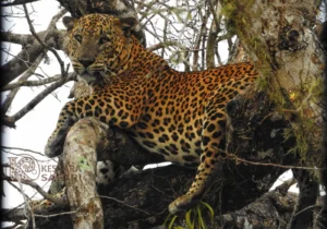 Yala National Park Leopard