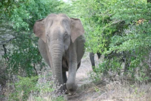 Yala National Park Elephants
