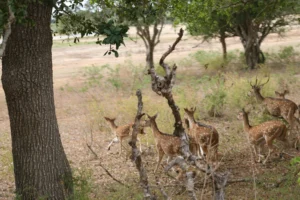 Yala National Park Spotted Deer