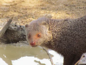 Yala National Park Common Animals