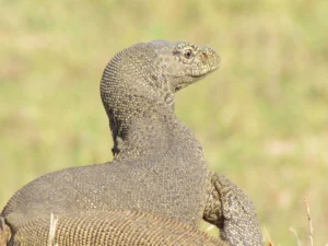 Yala Safari - Land Lizard