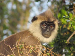 Yala Safari Monkeys