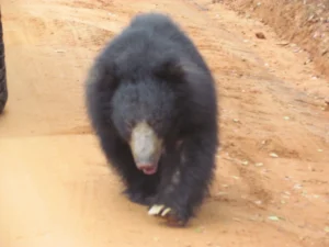 Yala Safari - Sloth bear