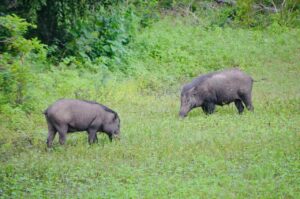Yala National Park Wild Boar