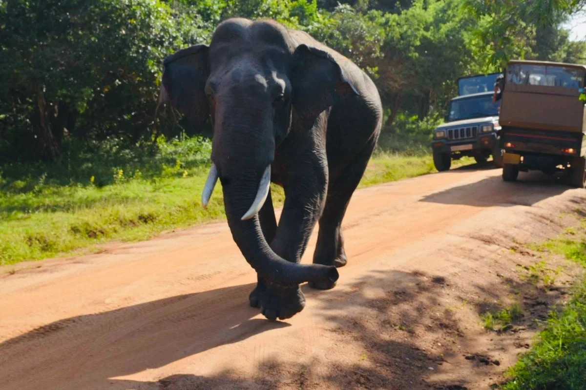Udawalawe National Park Elephant Watching