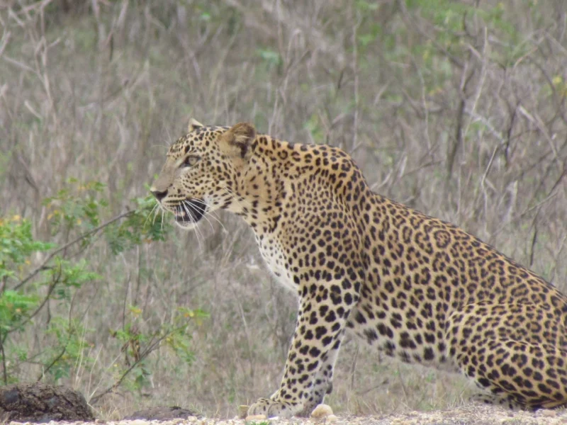 Leopard Tracking - Keshara Safari - Yala National Park Block 1