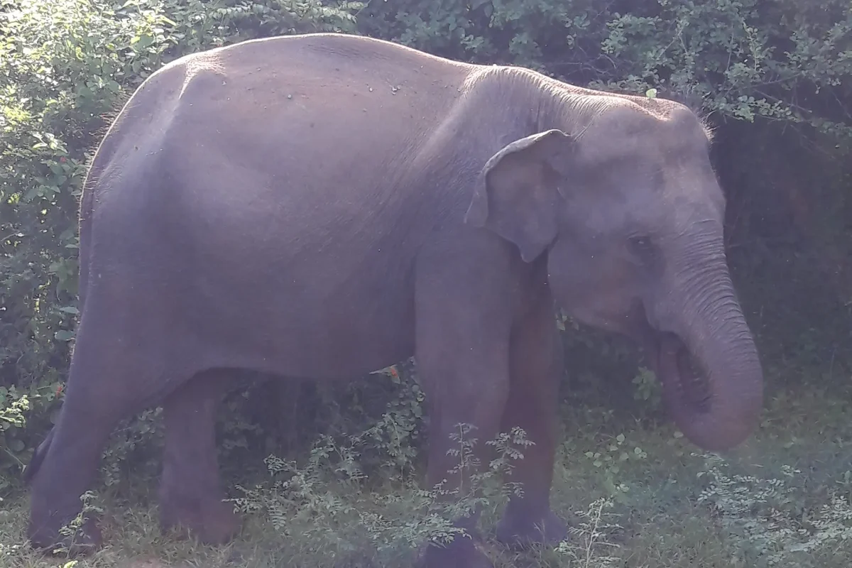 udawalawa elephatns 10