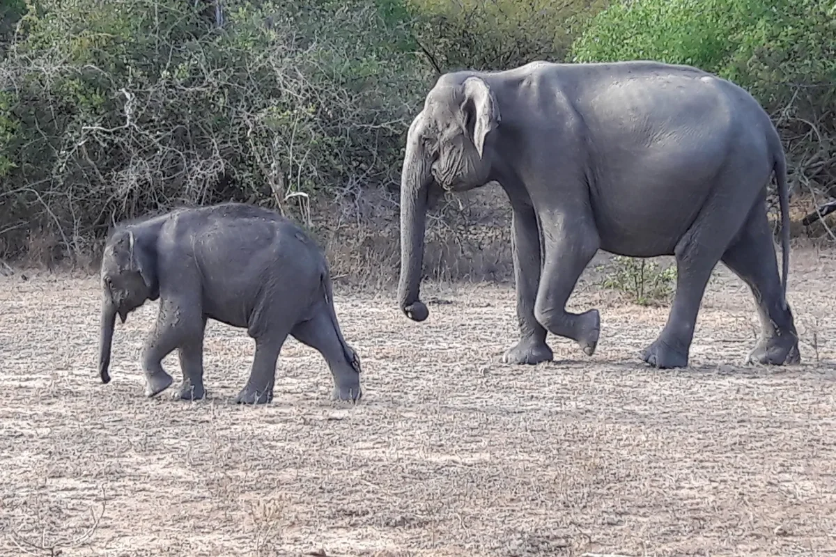 udawalawa elephatns 11