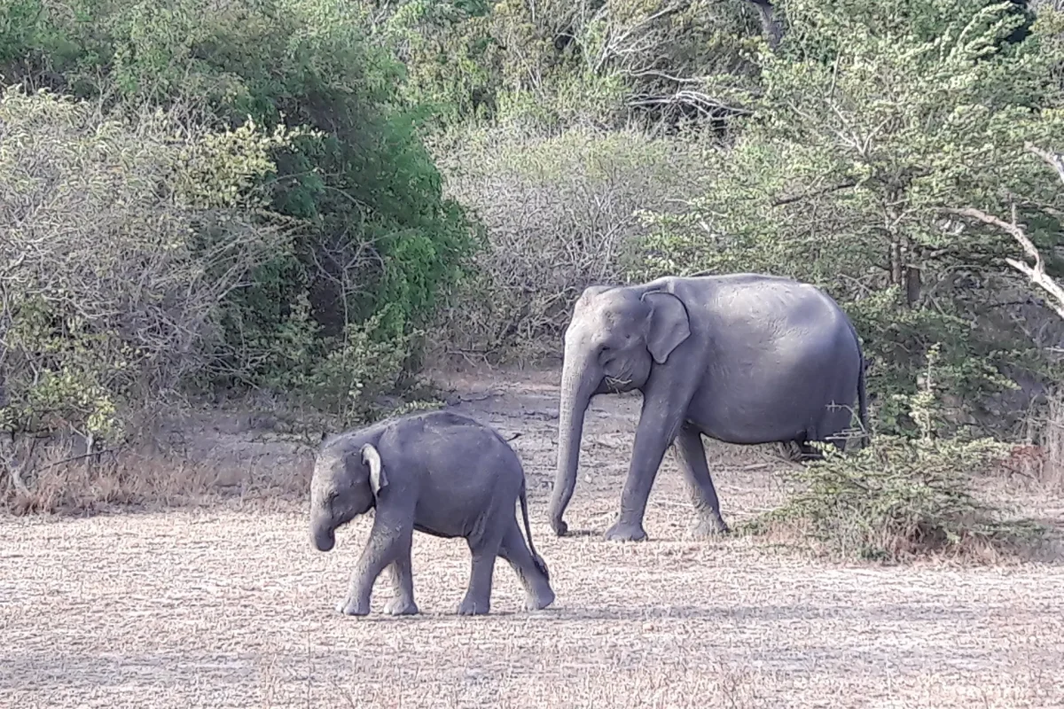 udawalawa elephatns 12