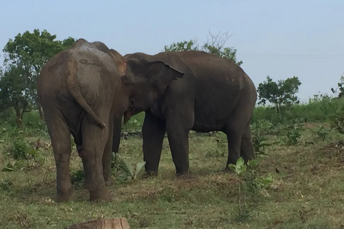 udawalawa elephatns 2