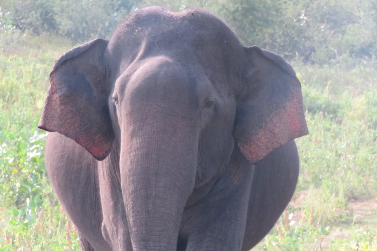 udawalawa elephatns 3