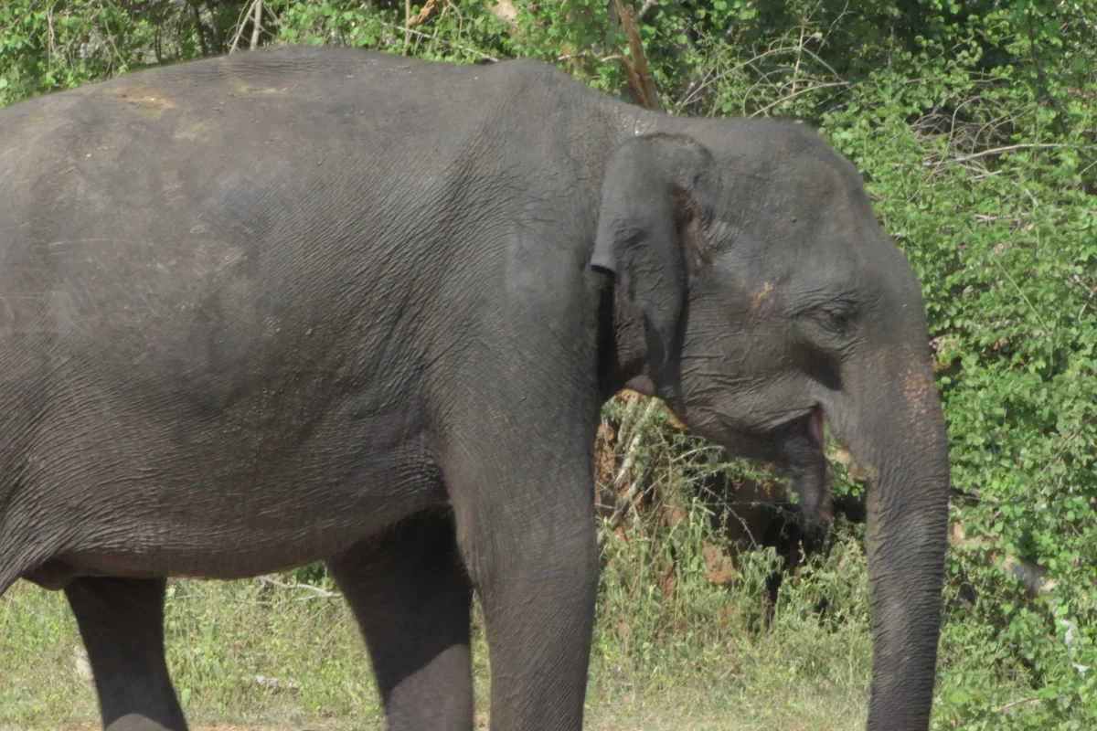 udawalawa elephatns 4