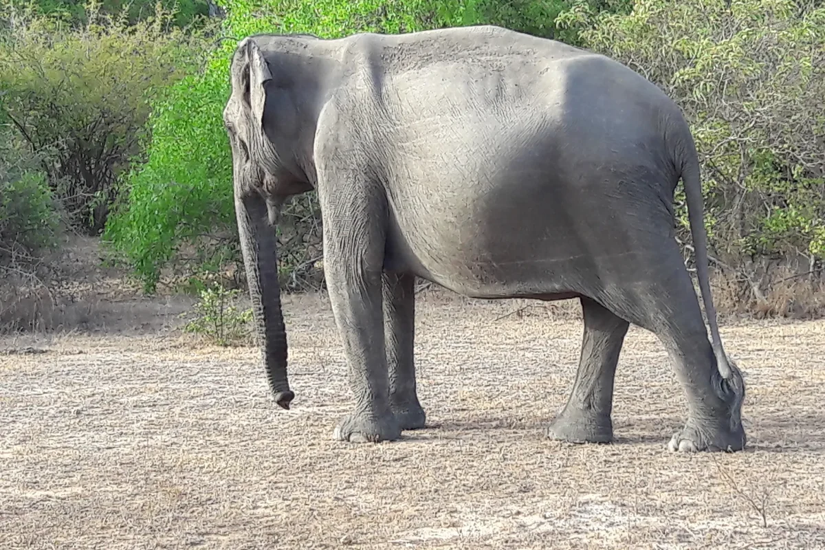 udawalawa elephatns 5
