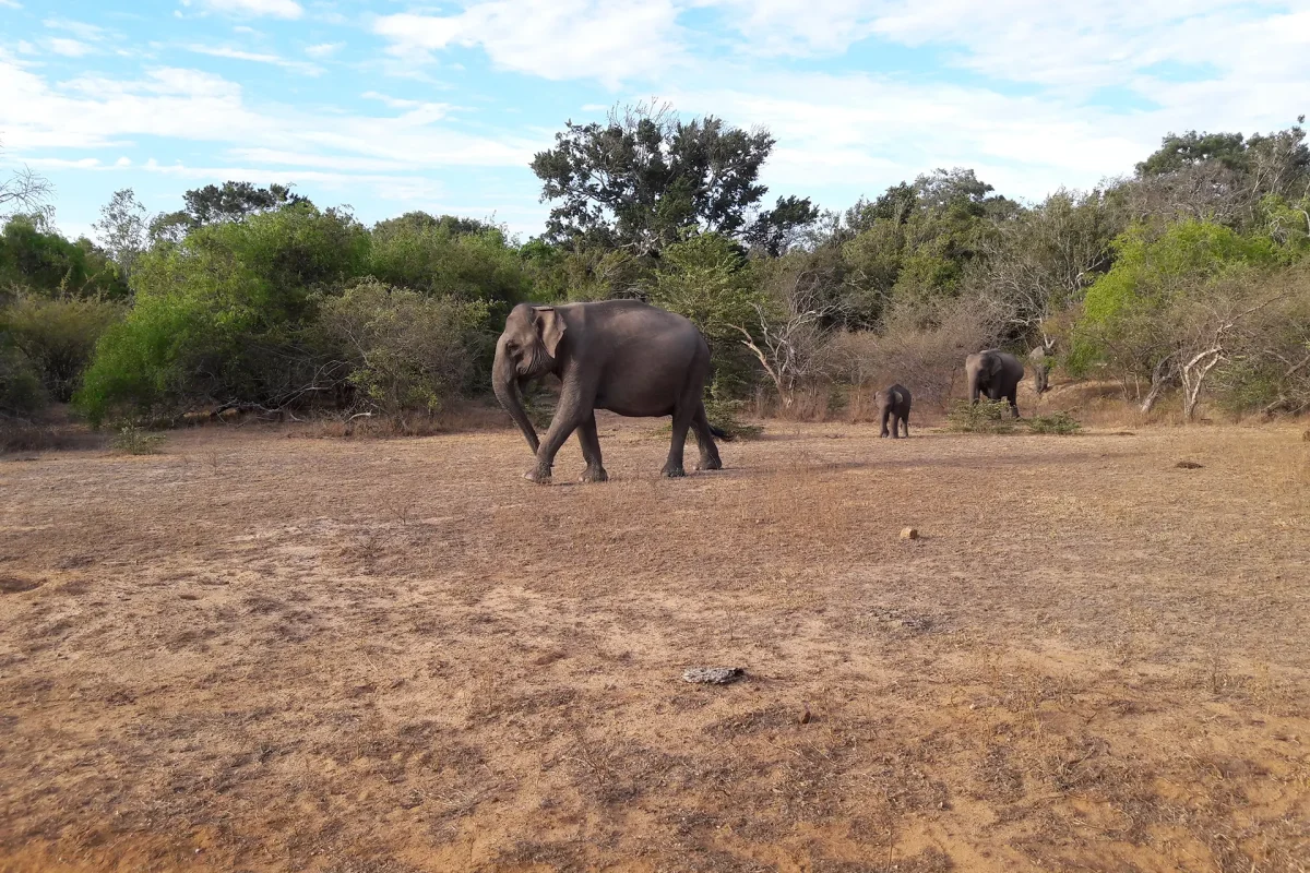 udawalawa elephatns 6