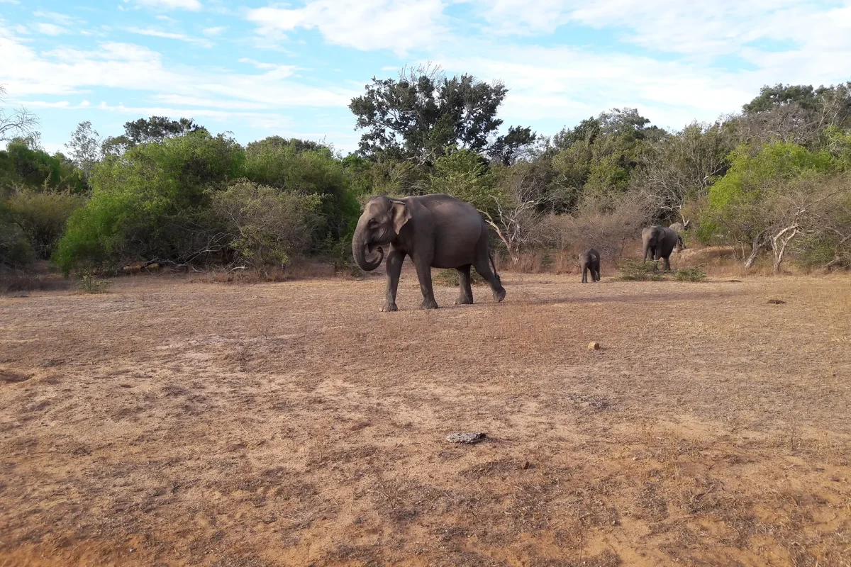 udawalawa elephatns 7