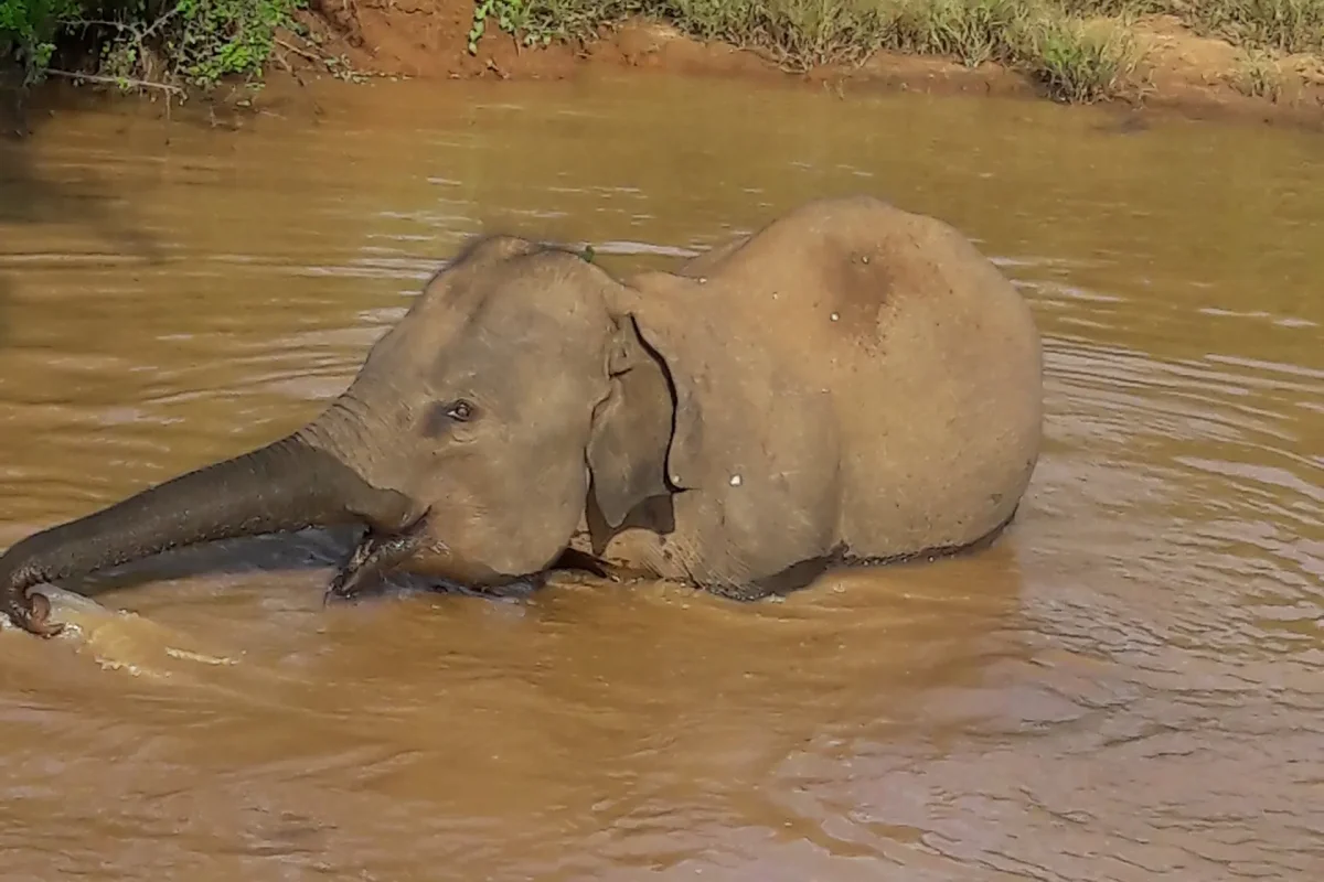 udawalawa elephatns 8