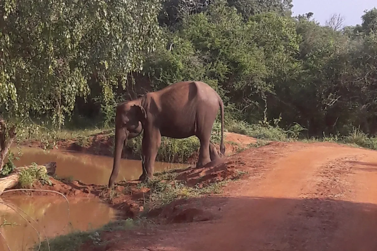 udawalawa elephatns 9